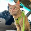 imageVoyager Stepin Air Cat Leash Harness Set  All Weather Mesh Step in Vest Harness for Small and Large Cats by Best Pet Supplies  Fuchsia XXS Chest 12135quotLime Green