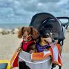 imageVoyager Stepin Plush Dog Harness  Soft Plush Step in Vest Harness and Reflective Dog 5 ft Leash Combo with Neoprene Handle for Small and Medium Dogs by Best Pet Supplies Set Red Corduroy XSHarness Leash Set Red Plush