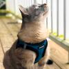 imageVoyager Stepin Plush Dog Harness  Soft Plush Step in Vest Harness and Reflective Dog 5 ft Leash Combo with Neoprene Handle for Small and Medium Dogs by Best Pet Supplies Set Red Corduroy XSHarness Leash Set Turquoise Plush