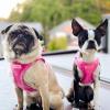 imageVoyager Stepin Plush Dog Harness  Soft Plush Step in Vest Harness and Reflective Dog 5 ft Leash Combo with Neoprene Handle for Small and Medium Dogs by Best Pet Supplies Set Red Corduroy XSHarness Leash Set Fuchsia Corduroy