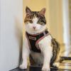 imageBest Pet Supplies  All Weather Mesh Reflective No Pull Harness for Small Medium Dogs Cats  Secure with Hook ampamp Loop Fastener Buckle Double DRings  Blue Trim MHarness Orange Trim