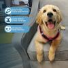 imageBest Pet Supplies  All Weather Mesh Reflective No Pull Harness for Small Medium Dogs Cats  Secure with Hook ampamp Loop Fastener Buckle Double DRings  Blue Trim MHarness Pink Trim