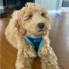 imageBest Pet Supplies  All Weather Mesh Reflective No Pull Harness for Small Medium Dogs Cats  Secure with Hook ampamp Loop Fastener Buckle Double DRings  Blue Trim MHarness Blue Trim