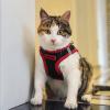 imageBest Pet Supplies  All Weather Mesh Reflective No Pull Harness for Small Medium Dogs Cats  Secure with Hook ampamp Loop Fastener Buckle Double DRings  Blue Trim MHarness Red Trim