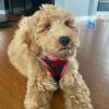 imageBest Pet Supplies  All Weather Mesh Reflective No Pull Harness for Small Medium Dogs Cats  Secure with Hook ampamp Loop Fastener Buckle Double DRings  Blue Trim MHarness Red Trim