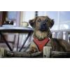 imageBest Pet Supplies  All Weather Mesh Reflective No Pull Harness for Small Medium Dogs Cats  Secure with Hook ampamp Loop Fastener Buckle Double DRings  Blue Trim MHarness Red Trim
