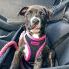 imageBest Pet Supplies  All Weather Mesh Reflective No Pull Harness for Small Medium Dogs Cats  Secure with Hook ampamp Loop Fastener Buckle Double DRings  Blue Trim MHarness Pink Trim