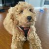imageBest Pet Supplies  All Weather Mesh Reflective No Pull Harness for Small Medium Dogs Cats  Secure with Hook ampamp Loop Fastener Buckle Double DRings  Blue Trim MHarness Orange Trim