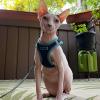 imageBest Pet Supplies  All Weather Mesh Reflective No Pull Harness for Small Medium Dogs Cats  Secure with Hook ampamp Loop Fastener Buckle Double DRings  Blue Trim MHarness Blue Trim