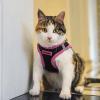 imageBest Pet Supplies  All Weather Mesh Reflective No Pull Harness for Small Medium Dogs Cats  Secure with Hook ampamp Loop Fastener Buckle Double DRings  Blue Trim MHarness Pink Trim