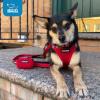 imageBest Pet Supplies  All Weather Mesh Reflective No Pull Harness for Small Medium Dogs Cats  Secure with Hook ampamp Loop Fastener Buckle Double DRings  Blue Trim MLeash Harness Set Army Base