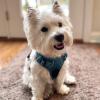imageVoyager No Pull Dog Harness for Medium Dogs Dual Leash Attachments Adjustable Soft but Strong Pet Harness with 3M Reflective Technology Fuchsia Nylon M Chest 2025quotHarness Turquoise Nylon