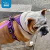 imageVoyager No Pull Dog Harness for Medium Dogs Dual Leash Attachments Adjustable Soft but Strong Pet Harness with 3M Reflective Technology Fuchsia Nylon M Chest 2025quotHarness Purple Lattice Nylon