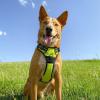 imageVoyager No Pull Dog Harness for Medium Dogs Dual Leash Attachments Adjustable Soft but Strong Pet Harness with 3M Reflective Technology Fuchsia Nylon M Chest 2025quotHarness Lime Green Nylon