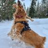 imageVoyager No Pull Dog Harness for Medium Dogs Dual Leash Attachments Adjustable Soft but Strong Pet Harness with 3M Reflective Technology Fuchsia Nylon M Chest 2025quotHarness Black Nylon
