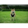 imageVoyager No Pull Dog Harness for Medium Dogs Dual Leash Attachments Adjustable Soft but Strong Pet Harness with 3M Reflective Technology Fuchsia Nylon M Chest 2025quotHarness Black Nylon