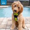 imageVoyager No Pull Dog Harness for Medium Dogs Dual Leash Attachments Adjustable Soft but Strong Pet Harness with 3M Reflective Technology Fuchsia Nylon M Chest 2025quotHarness Lime Green Nylon