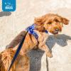 imageVoyager No Pull Dog Harness for Medium Dogs Dual Leash Attachments Adjustable Soft but Strong Pet Harness with 3M Reflective Technology Fuchsia Nylon M Chest 2025quotHarness Royal Blue Lattice Nylon