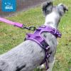 imageVoyager No Pull Dog Harness for Medium Dogs Dual Leash Attachments Adjustable Soft but Strong Pet Harness with 3M Reflective Technology Fuchsia Nylon M Chest 2025quotHarness Purple Lattice Nylon