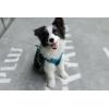 imageVoyager No Pull Dog Harness for Medium Dogs Dual Leash Attachments Adjustable Soft but Strong Pet Harness with 3M Reflective Technology Fuchsia Nylon M Chest 2025quotHarness Turquoise Nylon