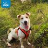 imageVoyager StepIn Air Dog Harness  All Weather Mesh Reflective No Pull Harness for Small Medium Dogs Cats  Secure with Hook ampamp Loop Fastener Buckle Double DRings  RedBlack Trim LHarness RedBlack Trim