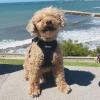 imageVoyager StepIn Air Dog Harness  All Weather Mesh Reflective No Pull Harness for Small Medium Dogs Cats  Secure with Hook ampamp Loop Fastener Buckle Double DRings  RedBlack Trim LHarness BlackBlack Trim