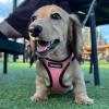 imageVoyager StepIn Air Dog Harness  All Weather Mesh Reflective No Pull Harness for Small Medium Dogs Cats  Secure with Hook ampamp Loop Fastener Buckle Double DRings  RedBlack Trim LHarness PinkBlack Trim
