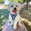 imageVoyager StepIn Air Dog Harness  All Weather Mesh Reflective No Pull Harness for Small Medium Dogs Cats  Secure with Hook ampamp Loop Fastener Buckle Double DRings  RedBlack Trim LHarness Baby BlueBlack Trim