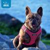 imageVoyager StepIn Air Dog Harness  All Weather Mesh Reflective No Pull Harness for Small Medium Dogs Cats  Secure with Hook ampamp Loop Fastener Buckle Double DRings  RedBlack Trim LHarness Fuchsia 2Tone