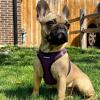 imageVoyager StepIn Air Dog Harness  All Weather Mesh Reflective No Pull Harness for Small Medium Dogs Cats  Secure with Hook ampamp Loop Fastener Buckle Double DRings  RedBlack Trim LHarness PurpleBlack Trim