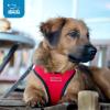 imageVoyager StepIn Air Dog Harness  All Weather Mesh Reflective No Pull Harness for Small Medium Dogs Cats  Secure with Hook ampamp Loop Fastener Buckle Double DRings  RedBlack Trim LHarness RedBlack Trim