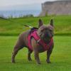 imageVoyager StepIn Air Dog Harness  All Weather Mesh Reflective No Pull Harness for Small Medium Dogs Cats  Secure with Hook ampamp Loop Fastener Buckle Double DRings  RedBlack Trim LHarness Fuchsia 2Tone