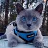 imageVoyager StepIn Air Dog Harness  All Weather Mesh Reflective No Pull Harness for Small Medium Dogs Cats  Secure with Hook ampamp Loop Fastener Buckle Double DRings  RedBlack Trim LHarness Baby BlueBlack Trim