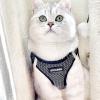 imageVoyager StepIn Air Dog Harness  All Weather Mesh Reflective No Pull Harness for Small Medium Dogs Cats  Secure with Hook ampamp Loop Fastener Buckle Double DRings  RedBlack Trim LHarness Gray 2Tone