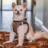 imageVoyager StepIn Plush Dog Harness  Soft Plush Step In Vest Harness for Small and Medium Dogs by Best Pet Supplies  Harness Turquoise Plush M Chest 16  18quotHarness Chocolate Suede
