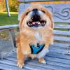 imageVoyager StepIn Plush Dog Harness  Soft Plush Step In Vest Harness for Small and Medium Dogs by Best Pet Supplies  Harness Turquoise Plush M Chest 16  18quotHarness Turquoise Plush