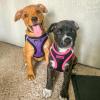 imageVoyager StepIn Plush Dog Harness  Soft Plush Step In Vest Harness for Small and Medium Dogs by Best Pet Supplies  Harness Turquoise Plush M Chest 16  18quotHarness Purple Faux Leather