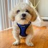 imageVoyager StepIn Plush Dog Harness  Soft Plush Step In Vest Harness for Small and Medium Dogs by Best Pet Supplies  Harness Turquoise Plush M Chest 16  18quotHarness Royal Blue Faux Leather