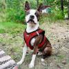 imageVoyager StepIn Plush Dog Harness  Soft Plush Step In Vest Harness for Small and Medium Dogs by Best Pet Supplies  Harness Turquoise Plush M Chest 16  18quotHarness Red Plush