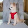 imageVoyager StepIn Plush Dog Harness  Soft Plush Step In Vest Harness for Small and Medium Dogs by Best Pet Supplies  Harness Turquoise Plush M Chest 16  18quotHarness Red Corduroy