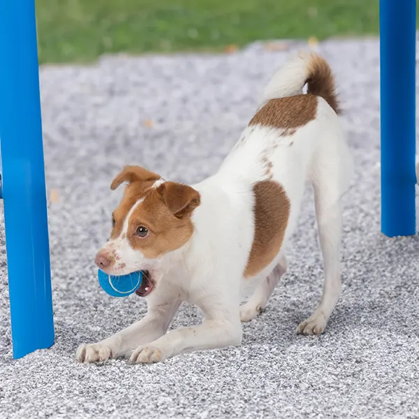 SQUEAKY BALL TOYS
