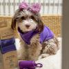 imageBest Pet Supplies Poop Bags for Dogs 50 PostConsumer Recycled Content dog waste bags on rolls fits all poop bag holders for leashes  150 Count Assorted Colors ScentedPurple Lavender Scented
