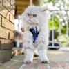 imageVoyager Escape Proof Cat Harness and Leash Set with Reflective Stitching Neoprene Handle 5ft  Supports Small Medium and Large Cats Kittens for Walking by Best Pet Supplies  BTRoyal Blue XSHarness Leash Set Royal BlueBlack Trim
