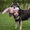imageBest Pet Supplies Interactive Bunny Buddy Dog Toy with Crinkle and Squeaky Enrichment for Small and Medium Breed Puppies or Dogs Cute and Plush  Bunny Mauve Small