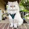 imageVoyager Escape Proof Cat Harness and Leash Set with Reflective Stitching Neoprene Handle 5ft  Supports Small Medium and Large Cats Kittens for Walking by Best Pet Supplies  Black XXSHarness Leash Set TurquoiseBlack Trim