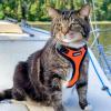 imageVoyager Escape Proof Cat Harness and Leash Set with Reflective Stitching Neoprene Handle 5ft  Supports Small Medium and Large Cats Kittens for Walking by Best Pet Supplies  Black XXSHarness Leash Set OrangeBlack Trim