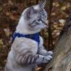 imageVoyager Escape Proof Cat Harness and Leash Set with Reflective Stitching Neoprene Handle 5ft  Supports Small Medium and Large Cats Kittens for Walking by Best Pet Supplies  Black XXSHarness Leash Set Royal Blue