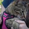imageVoyager Escape Proof Cat Harness and Leash Set with Reflective Stitching Neoprene Handle 5ft  Supports Small Medium and Large Cats Kittens for Walking by Best Pet Supplies  Black XXSHarness Leash Set FuchsiaBlack Trim