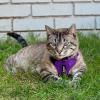 imageVoyager Escape Proof Cat Harness and Leash Set with Reflective Stitching Neoprene Handle 5ft  Supports Small Medium and Large Cats Kittens for Walking by Best Pet Supplies  Black XXSHarness Leash Set Purple