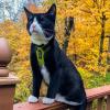 imageVoyager Escape Proof Cat Harness and Leash Set with Reflective Stitching Neoprene Handle 5ft  Supports Small Medium and Large Cats Kittens for Walking by Best Pet Supplies  Black XXSHarness Leash Set Lime GreenBlack Trim